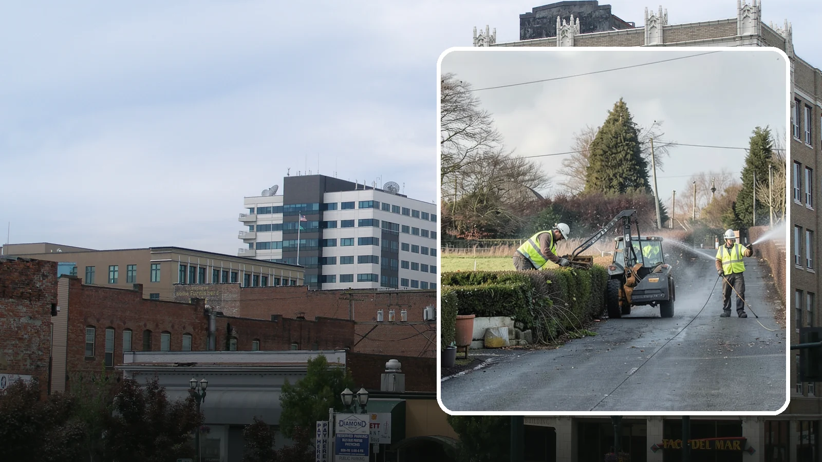 Hedge Trimming in Everett, Snohomish County, WA - Precise hedge trimming that maintains clean lines, healthy density, and clear sightlines on public property.