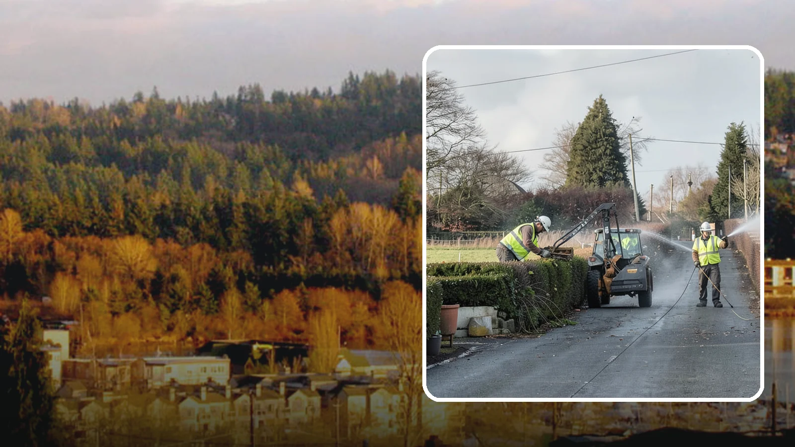Hedge Trimming in Kenmore, King County, WA - Precise hedge trimming that maintains clean lines, healthy density, and clear sightlines on public property.