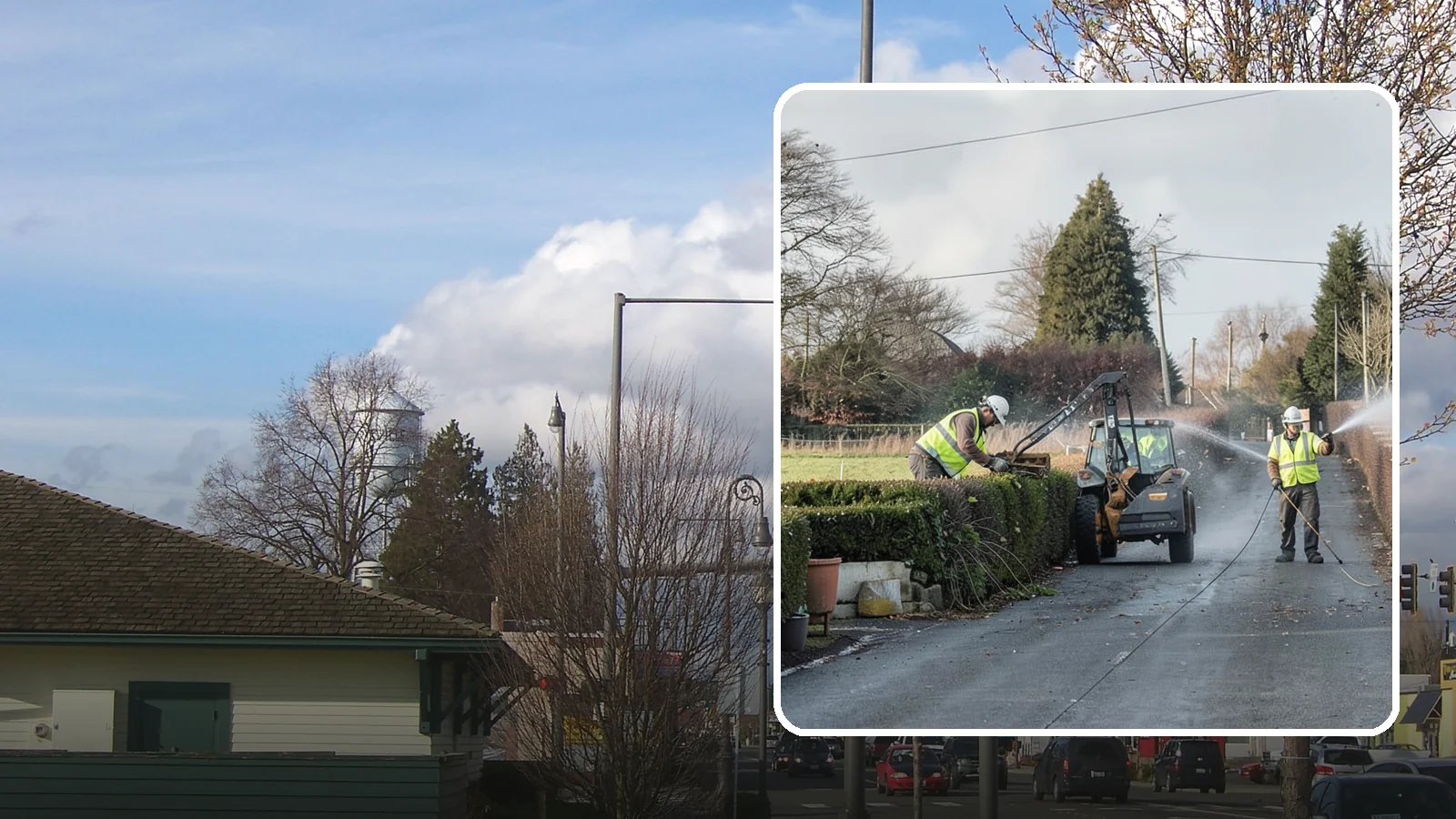 Hedge Trimming in Marysville, Snohomish County, WA - Precise hedge trimming that maintains clean lines, healthy density, and clear sightlines on public property.