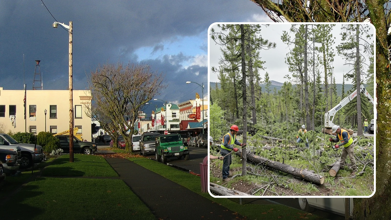 Municipal Tree Inventory in Arlington, Snohomish County, WA - We build GPS-based inventories of public trees with species, condition, and maintenance data to support urban forestry planning...
