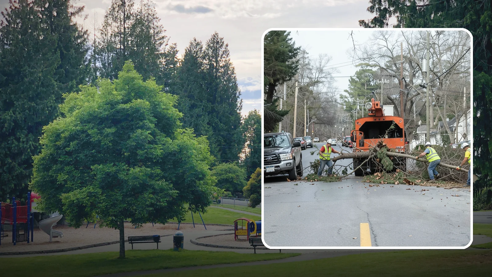 Street Tree Removal in Bonney Lake, Pierce County, WA - Permitted removal of dead, declining, or conflicting street trees in the public right-of-way with full traffic control and site...