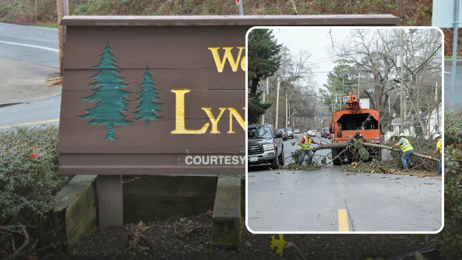 Street Tree Removal in Lynnwood, Snohomish County, WA - Permitted removal of dead, declining, or conflicting street trees in the public right-of-way with full traffic control and site...