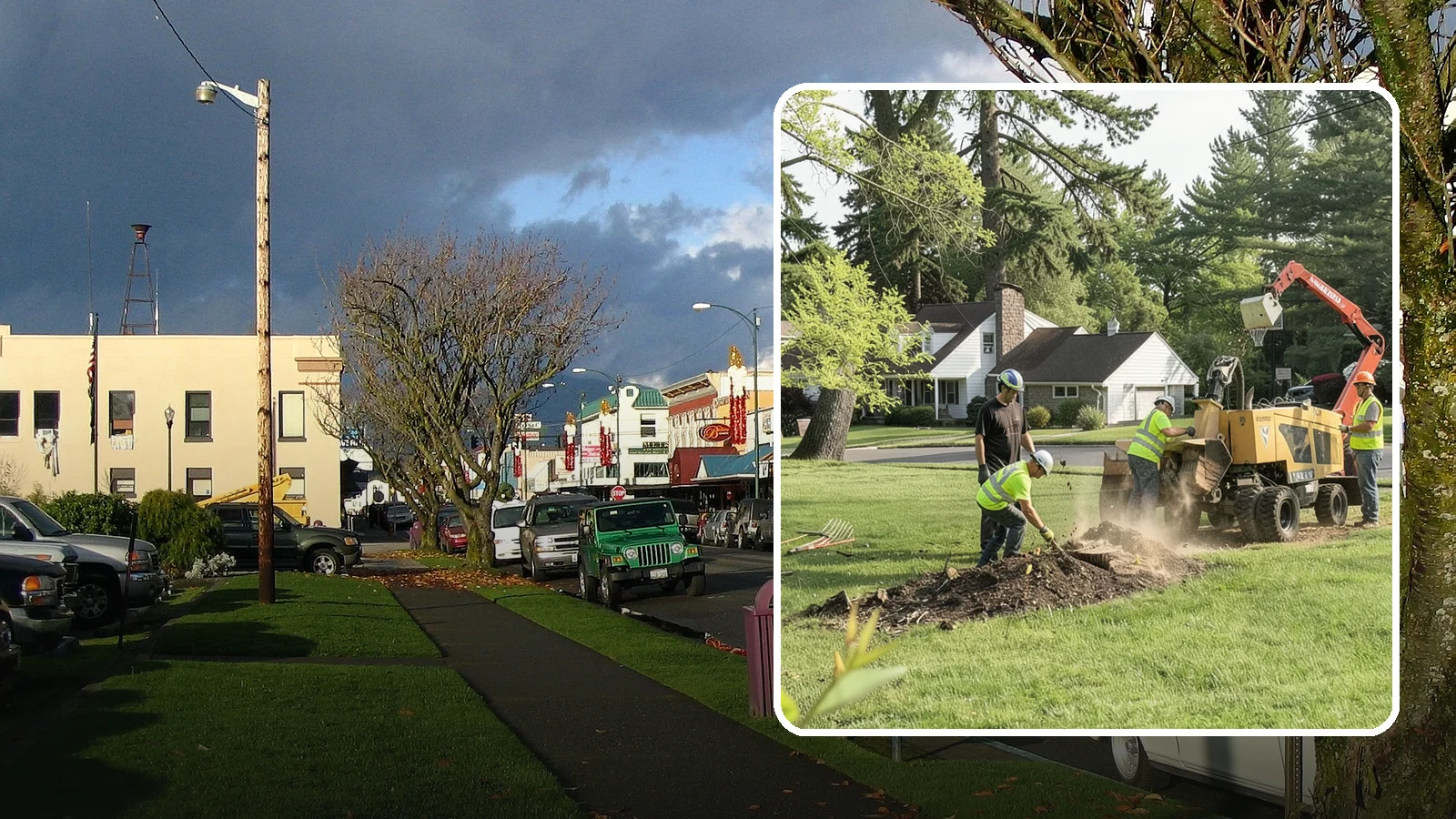 Stump Grinding in Arlington, Snohomish County, WA - Grinding of public tree stumps below grade to eliminate trip hazards and ready planting strips, wells, and turf for restoration.