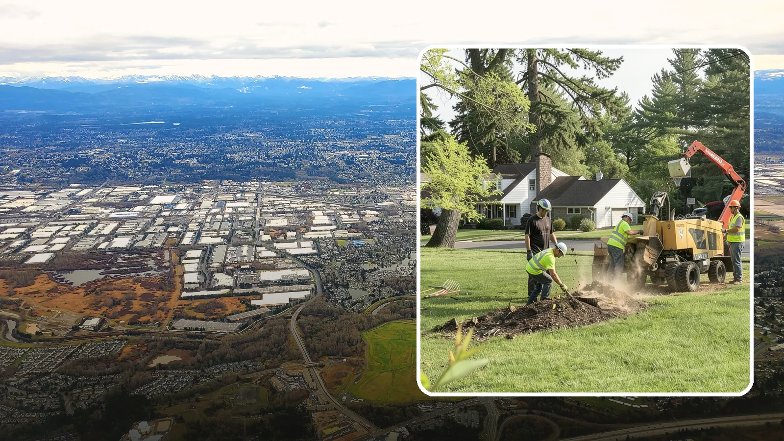 Stump Grinding in Kent, King County, WA - Grinding of public tree stumps below grade to eliminate trip hazards and ready planting strips, wells, and turf for restoration.
