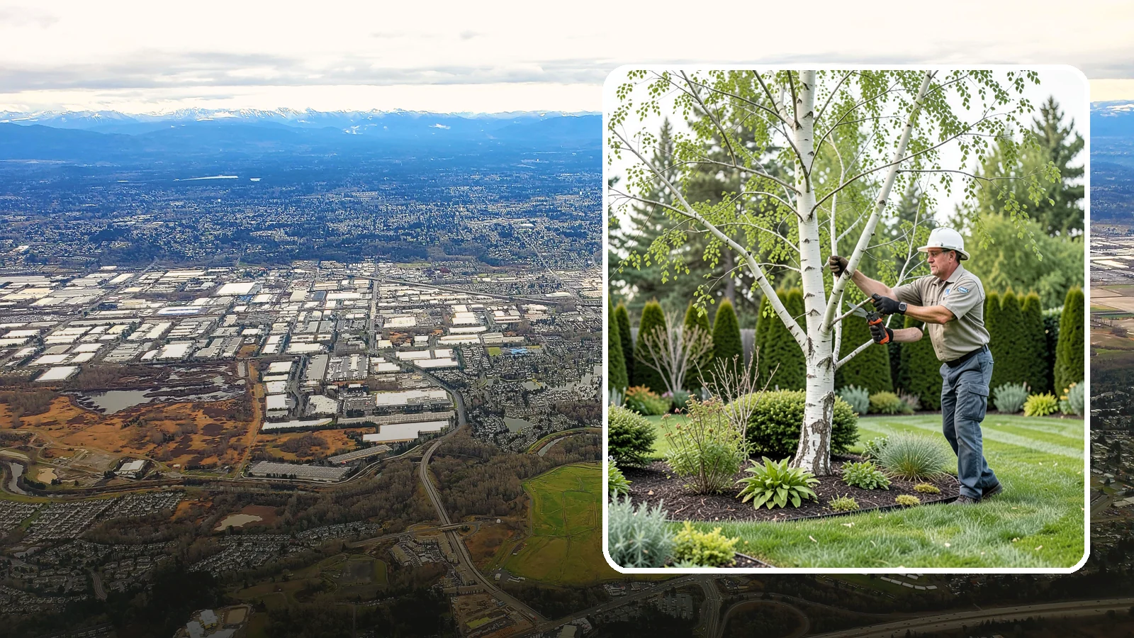 Birch Tree Pruning in Kent, King County, WA - Well-timed birch pruning that limits heavy sap bleeding while improving health and structure.