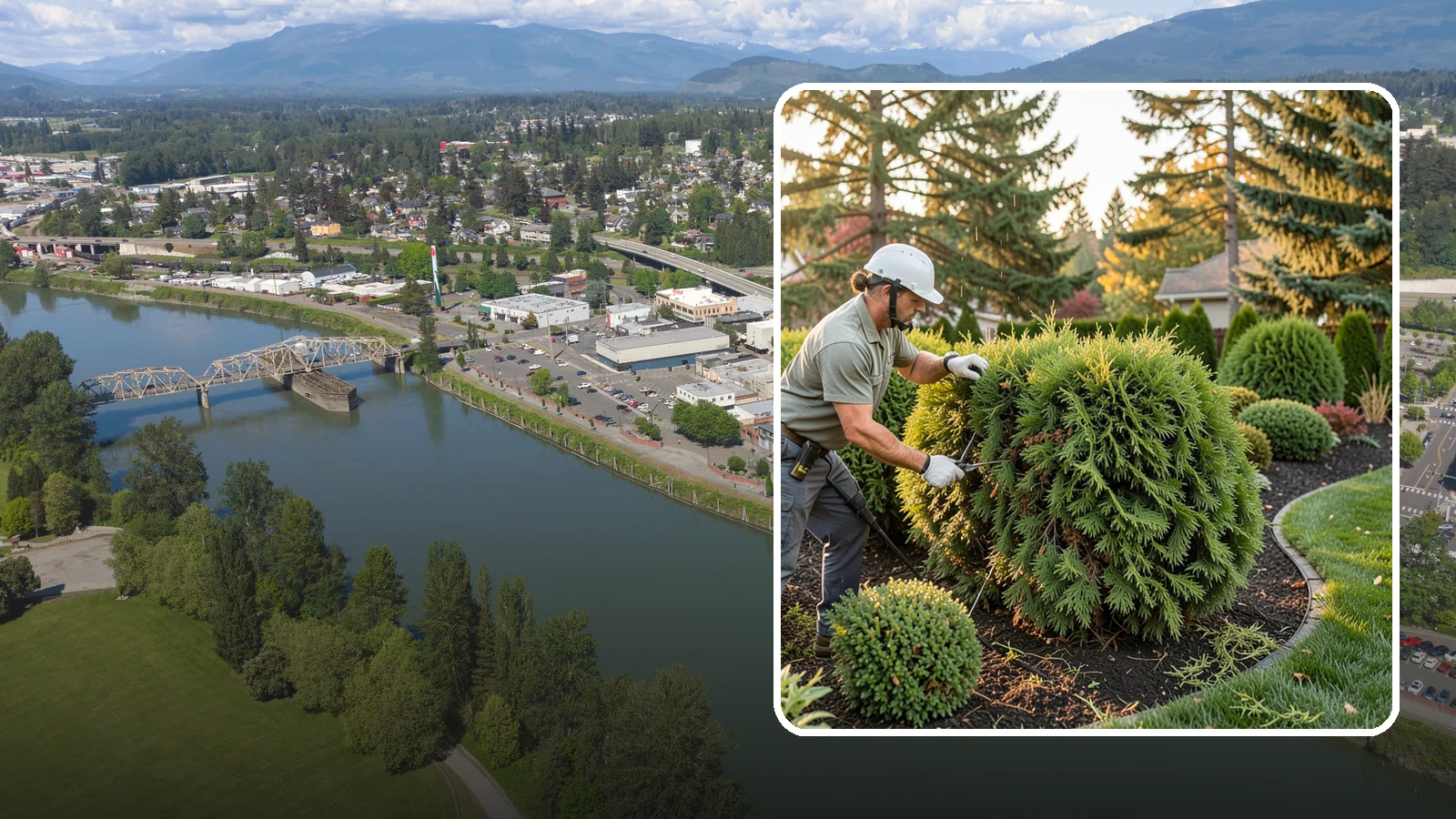 Cedar Hedge Trimming in Mount Vernon, Skagit County, WA - Attentive cedar hedge trimming that keeps this Northwest-native evergreen dense, aromatic, and free of the brown gaps that never...