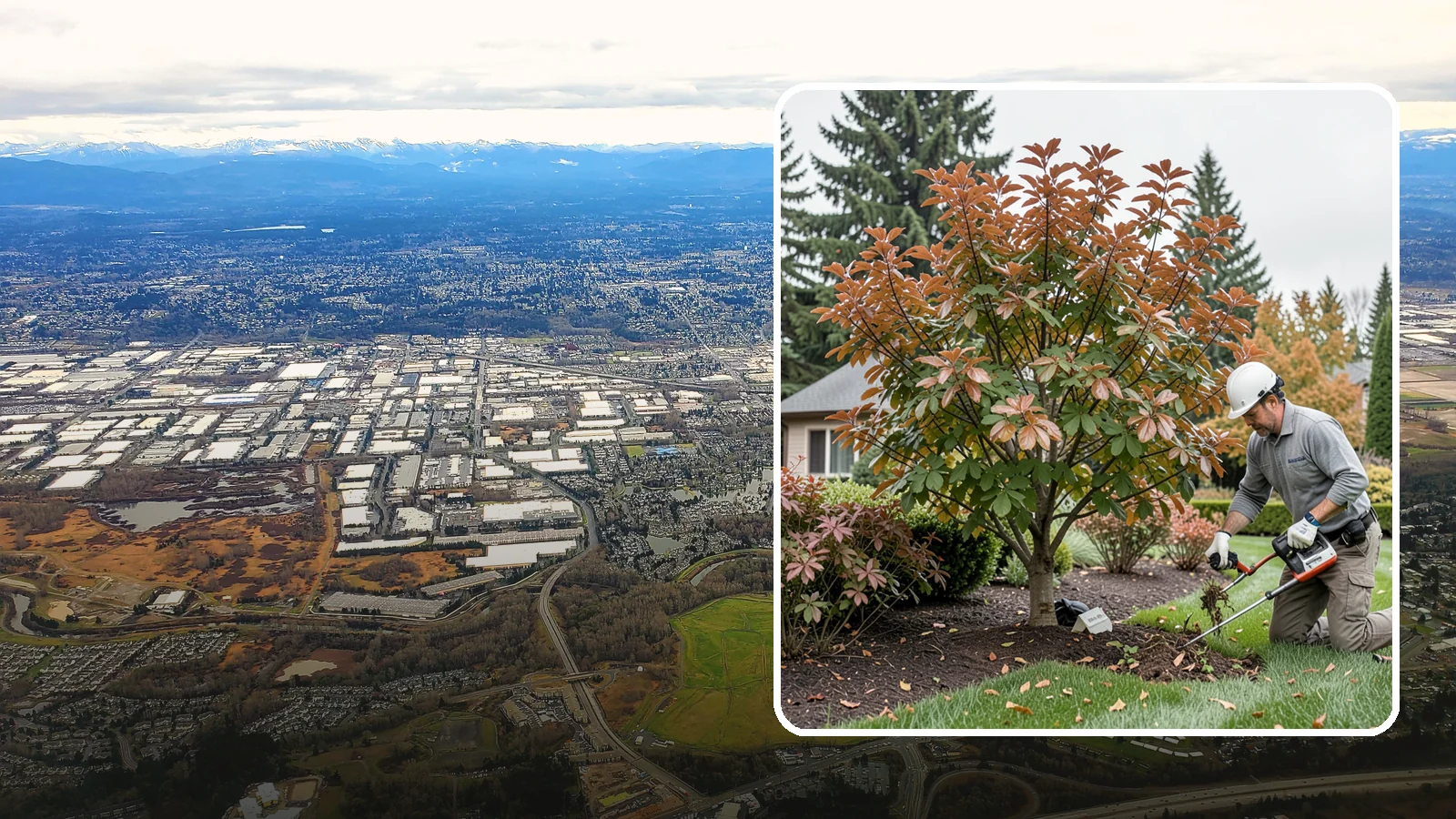 Dogwood Pruning in Kent, King County, WA - Light, careful pruning for dogwoods that preserves their layered form and spring flowers.
