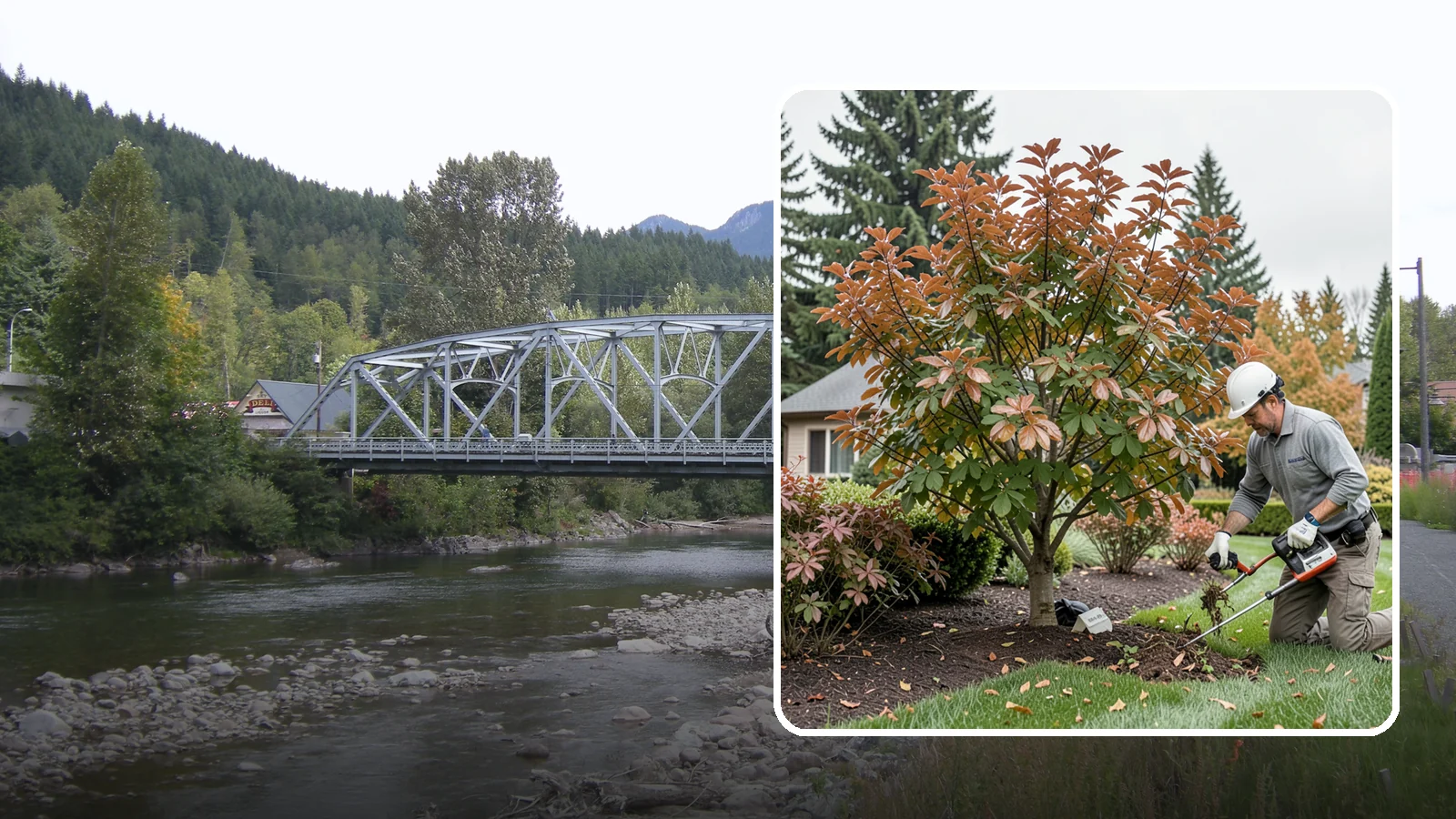 Dogwood Pruning in Skykomish, King County, WA - Light, careful pruning for dogwoods that preserves their layered form and spring flowers.