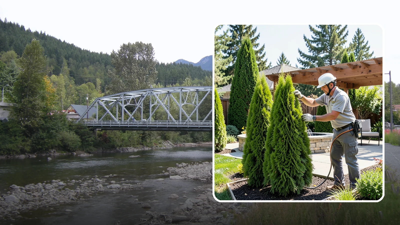 Emerald Green Arborvitae Trimming in Skykomish, King County, WA - Precision trimming for Emerald Green arborvitae that preserves its naturally narrow, columnar shape and rich year-round color.