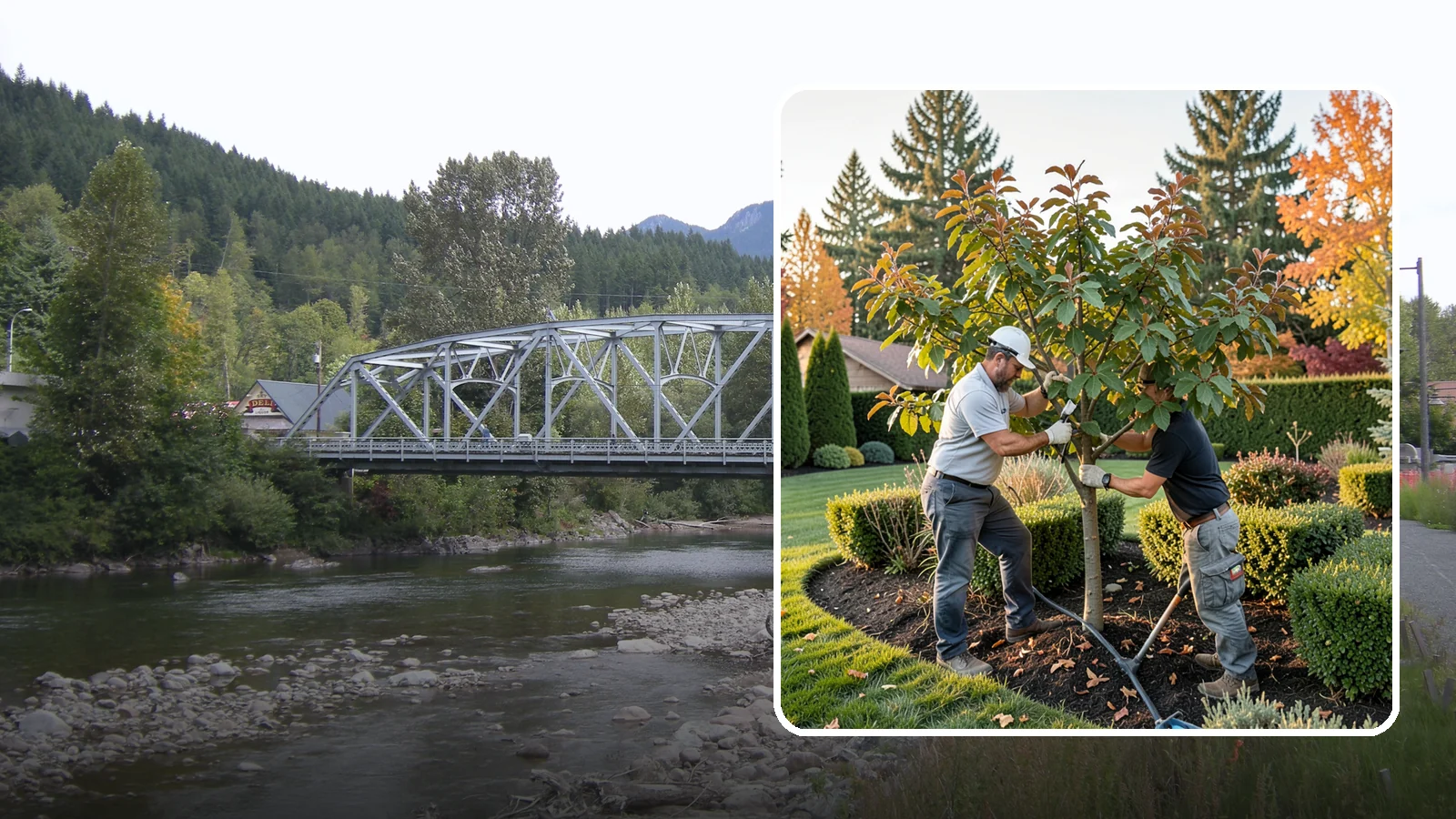 Fig Tree Pruning in Skykomish, King County, WA - Pruning that keeps fig trees productive, manageable, and well-shaped in the PNW climate.
