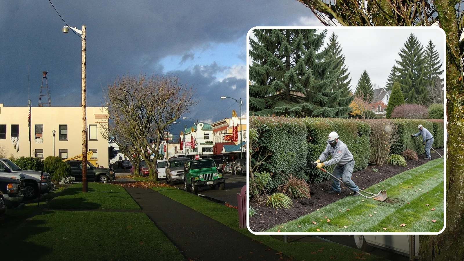 Hedge Planting in Arlington, Snohomish County, WA - Living privacy and boundary hedges planted at proper spacing for fast, full screening.