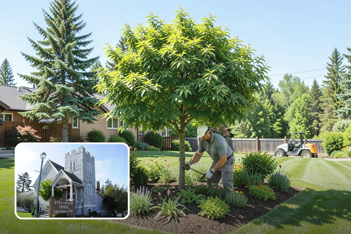 Hemlock Mulch Installation in Steilacoom, Pierce County, WA - Naturally rich red-brown color with no added dyes