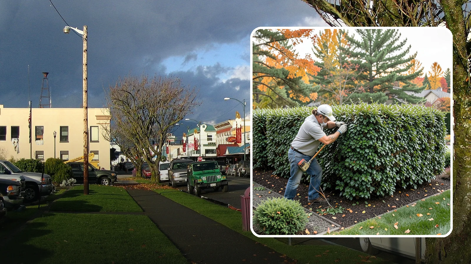 Holly Hedge Trimming in Arlington, Snohomish County, WA - Careful holly hedge trimming that shapes this dense, spiny evergreen into a secure, formal screen with glossy year-round foliage.