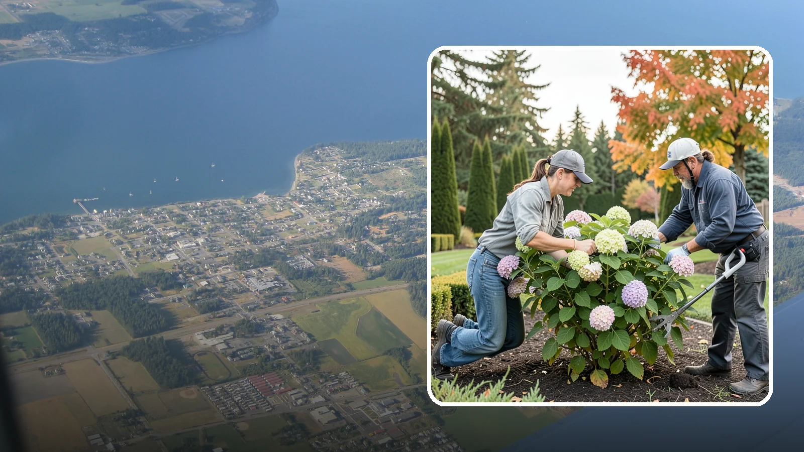 Hydrangea Pruning in Coupeville, Island County, WA - Type-specific hydrangea pruning that matches each variety's bloom-wood habit to maximize flowering in the Northwest.