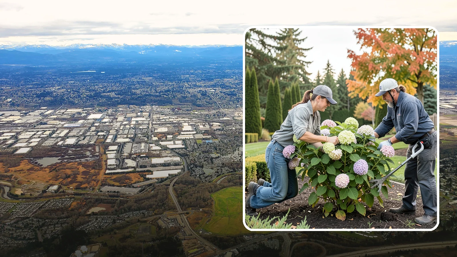 Hydrangea Pruning in Kent, King County, WA - Type-specific hydrangea pruning that matches each variety's bloom-wood habit to maximize flowering in the Northwest.