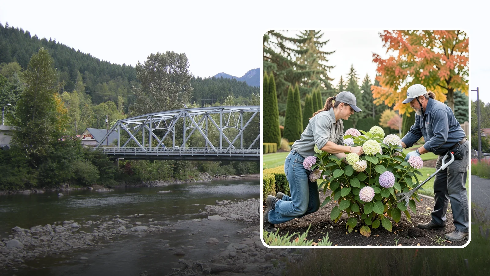 Hydrangea Pruning in Skykomish, King County, WA - Type-specific hydrangea pruning that matches each variety's bloom-wood habit to maximize flowering in the Northwest.
