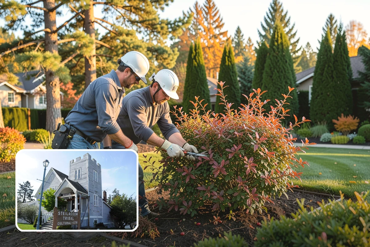 Hydrangea Pruning in Steilacoom, Pierce County, WA - Maximizes bloom count by pruning each type according to its bloom wood
