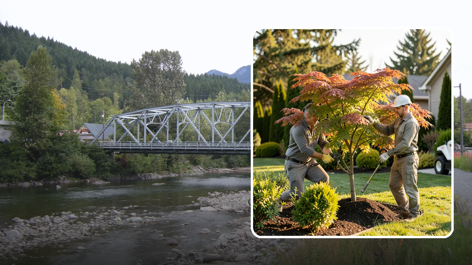 Japanese Maple Pruning in Skykomish, King County, WA - Careful, artful pruning that preserves the delicate layered form Japanese maples are prized for.