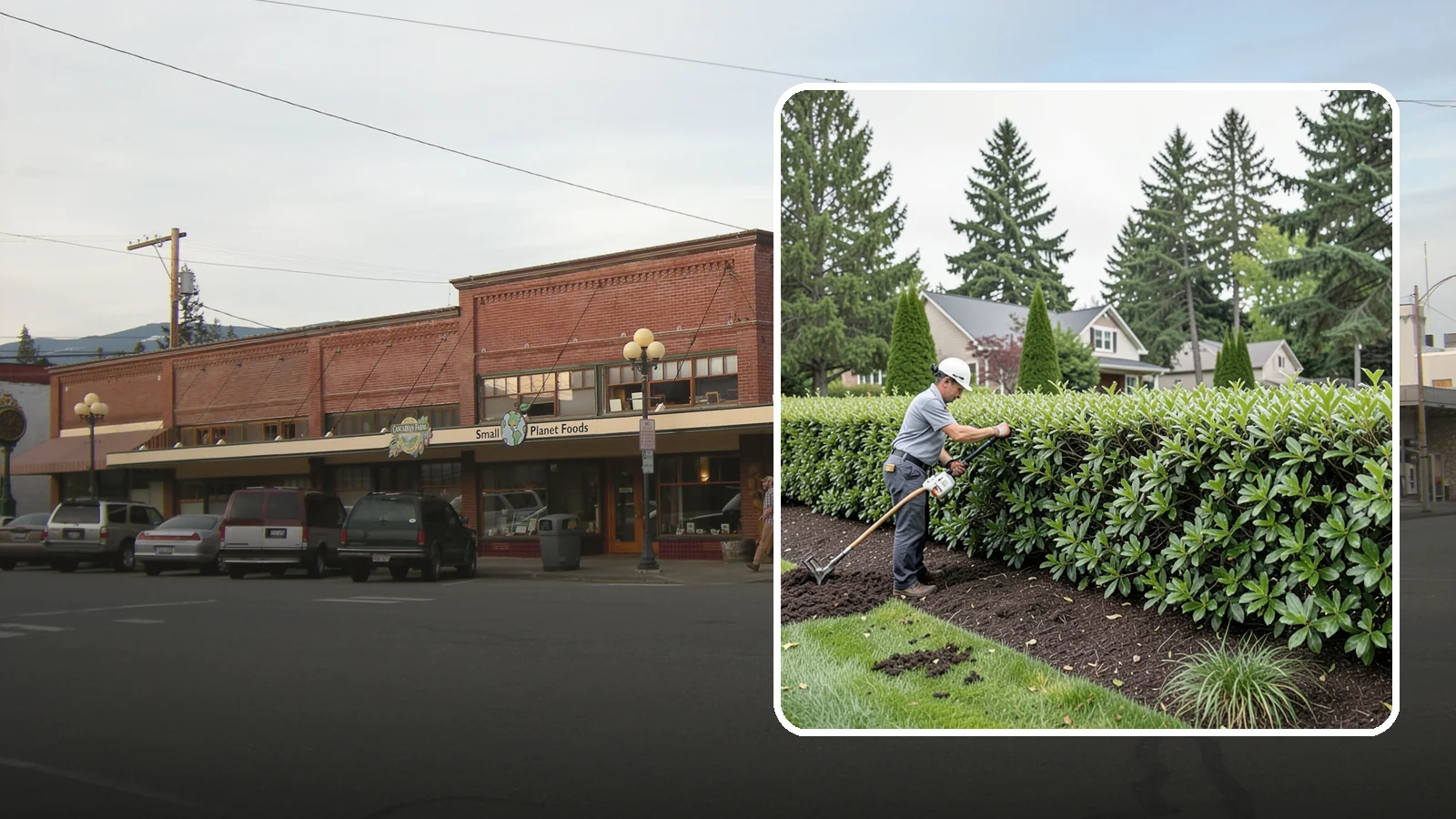 Laurel Hedge Trimming in Sedro-Woolley, Skagit County, WA - All-purpose laurel hedge trimming that controls fast broadleaf growth and restores clean, dense screening across your property...
