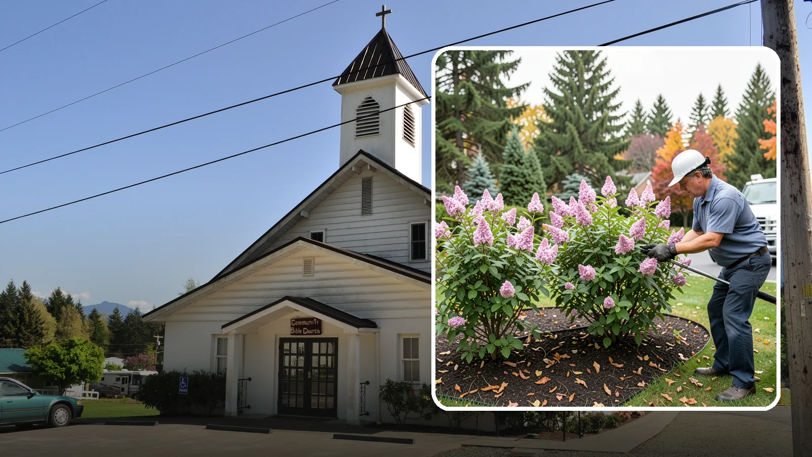 Lilac Pruning in Concrete, Skagit County, WA - Post-bloom pruning of lilacs to renew old canes, remove suckers, and protect next year's fragrant flower buds.
