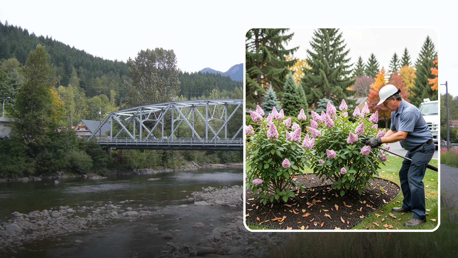 Lilac Pruning in Skykomish, King County, WA - Post-bloom pruning of lilacs to renew old canes, remove suckers, and protect next year's fragrant flower buds.