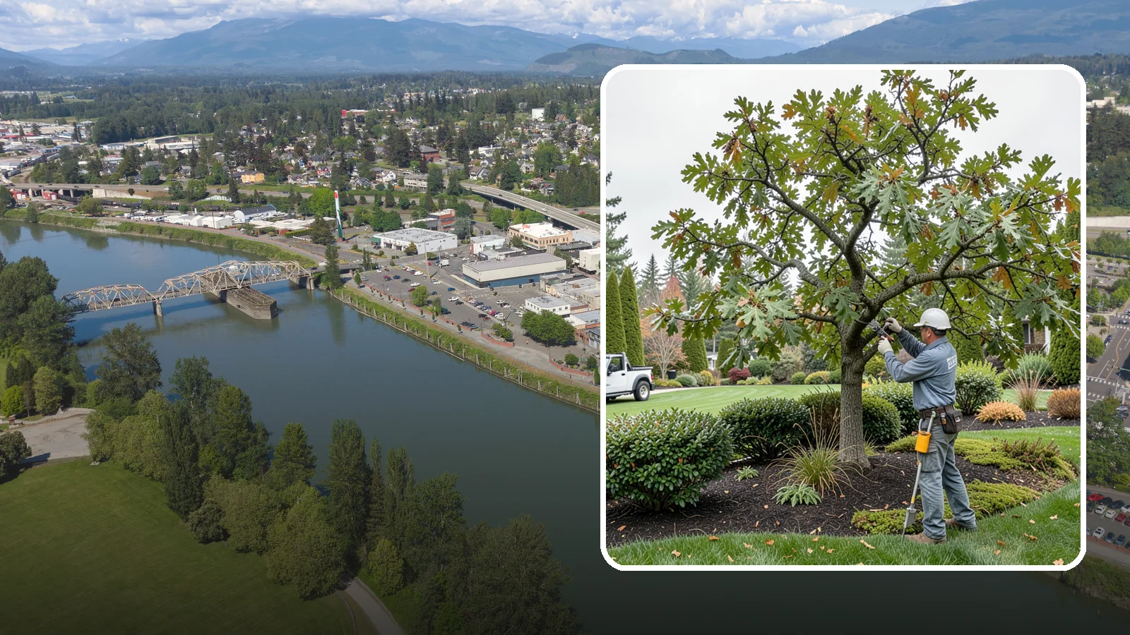 Oak Tree Pruning in Mount Vernon, Skagit County, WA - Health-focused oak pruning timed to protect against disease while building strong structure.