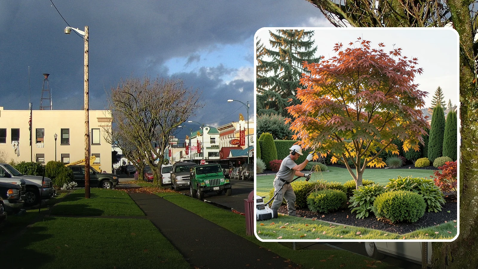 Ornamental Tree Pruning in Arlington, Snohomish County, WA - Pruning that keeps ornamental and specimen trees healthy, safe, and beautifully shaped.
