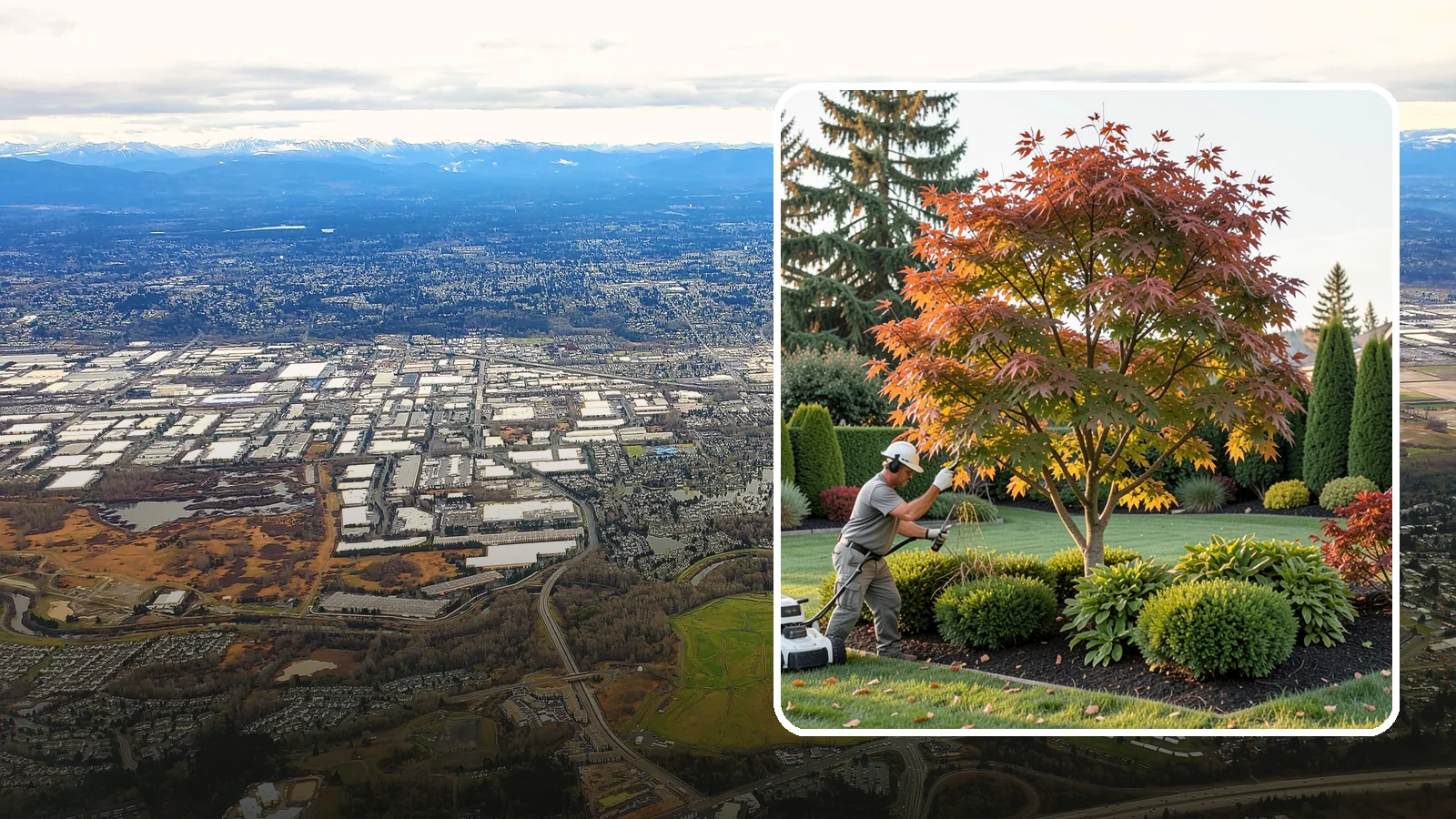 Ornamental Tree Pruning in Kent, King County, WA - Pruning that keeps ornamental and specimen trees healthy, safe, and beautifully shaped.
