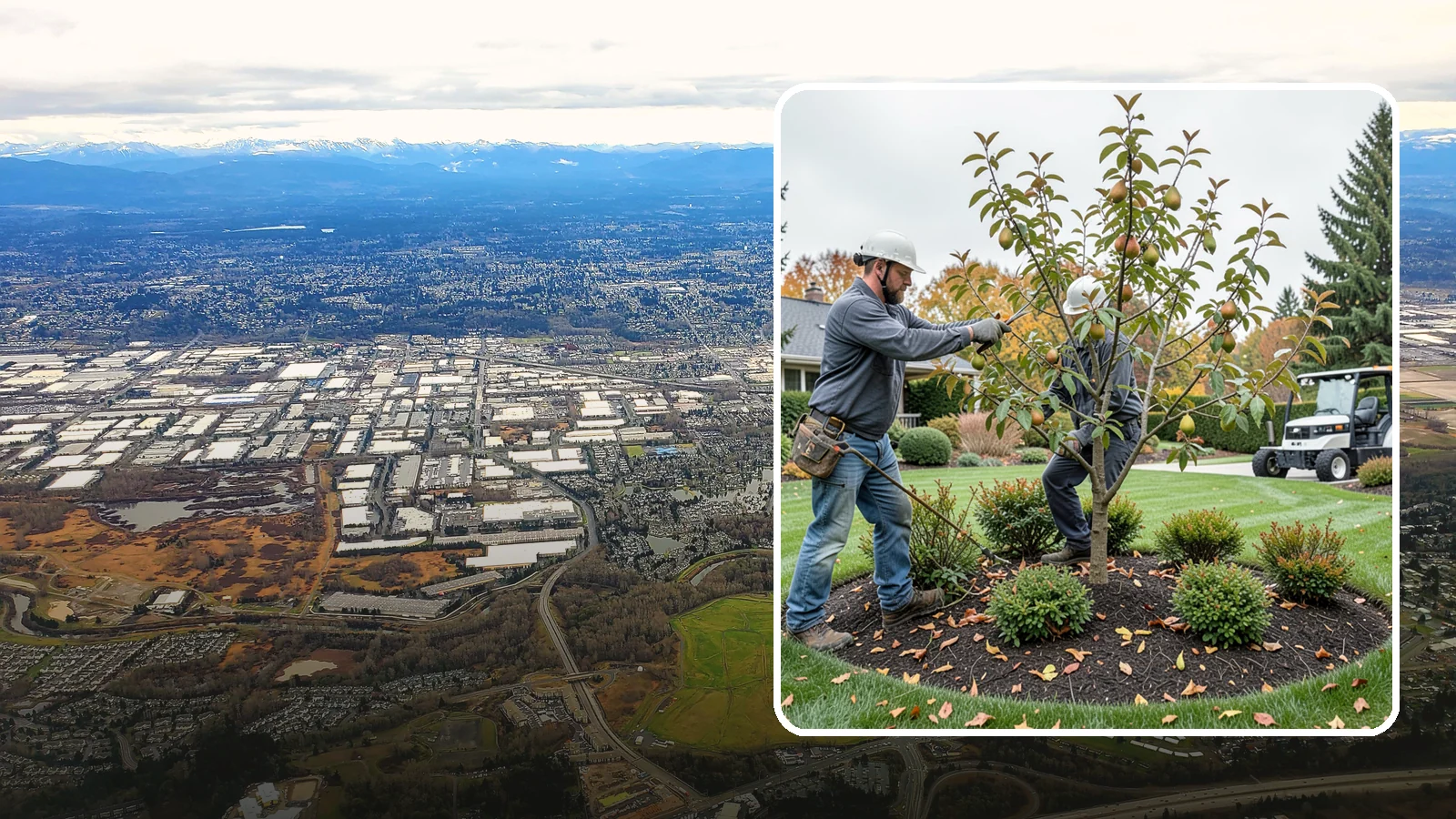 Pear Tree Pruning in Kent, King County, WA - Structural and fruiting pruning for pear trees that boosts health and harvest.