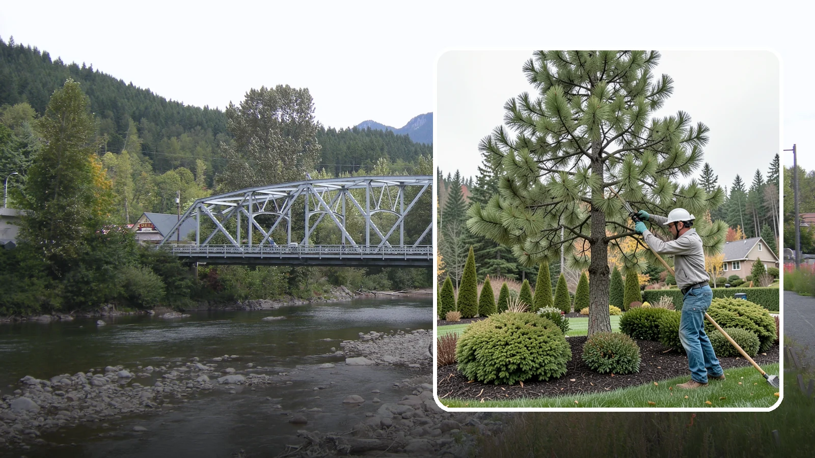 Pine Tree Pruning in Skykomish, King County, WA - Pine pruning for health, safety, and form, using techniques suited to conifers.