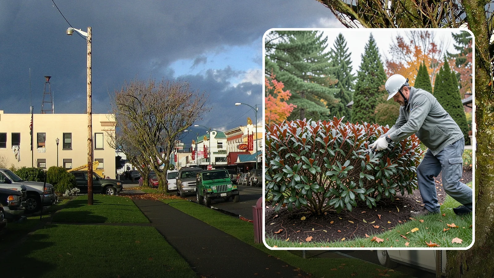 Portuguese Laurel Trimming in Arlington, Snohomish County, WA - Refined Portuguese laurel trimming that shapes this elegant, slower-growing hedge while showcasing its dark leaves and red stems.