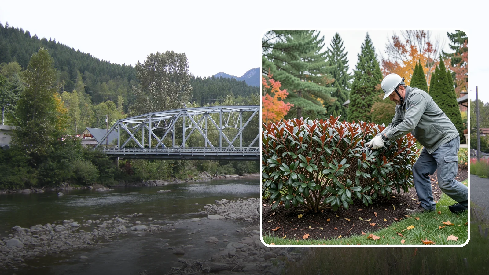 Portuguese Laurel Trimming in Skykomish, King County, WA - Refined Portuguese laurel trimming that shapes this elegant, slower-growing hedge while showcasing its dark leaves and red stems.