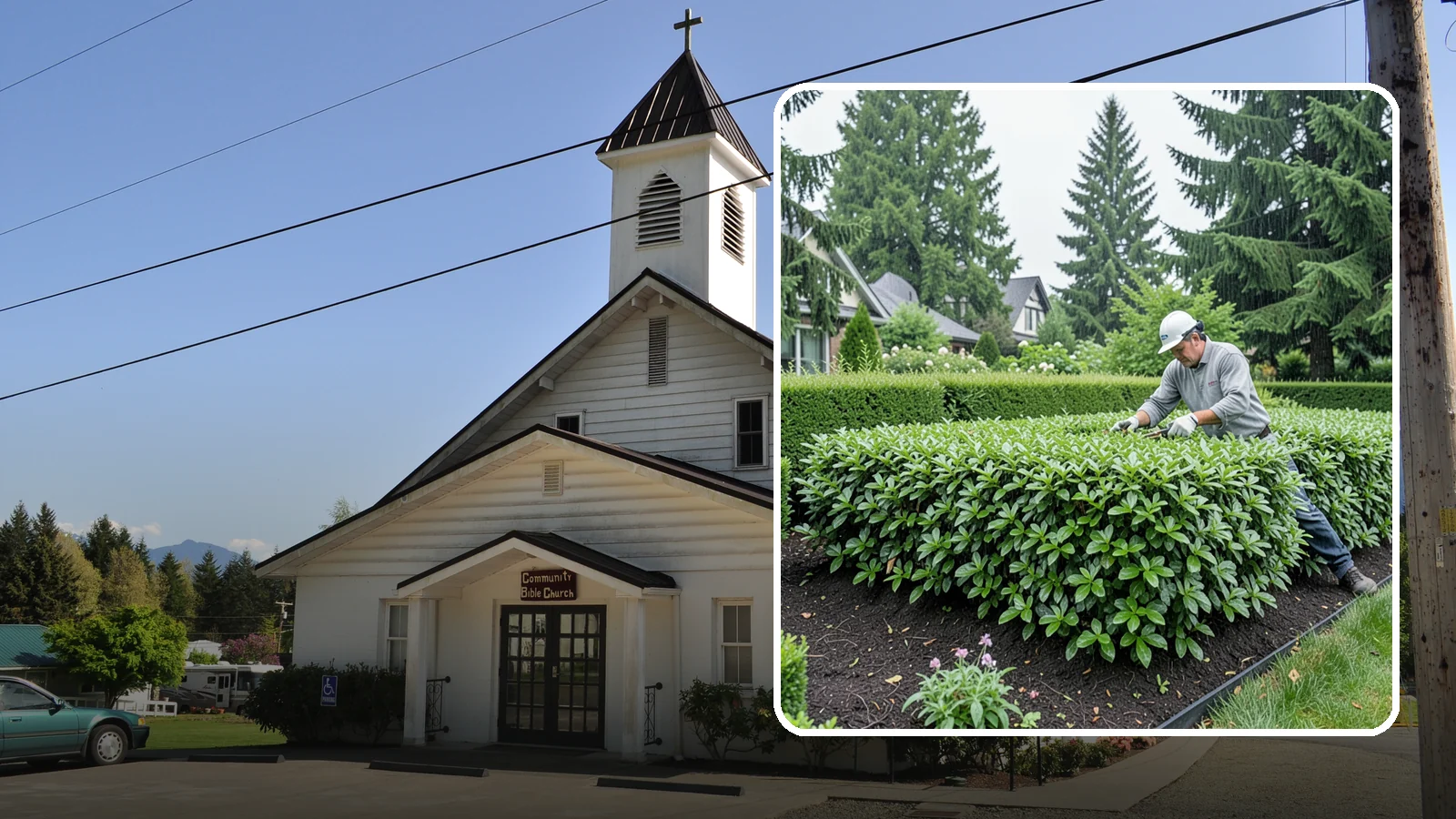 Privet Hedge Trimming in Concrete, Skagit County, WA - Frequent, formal privet hedge trimming that maintains the crisp, geometric lines this classic fast-growing screen is known for.