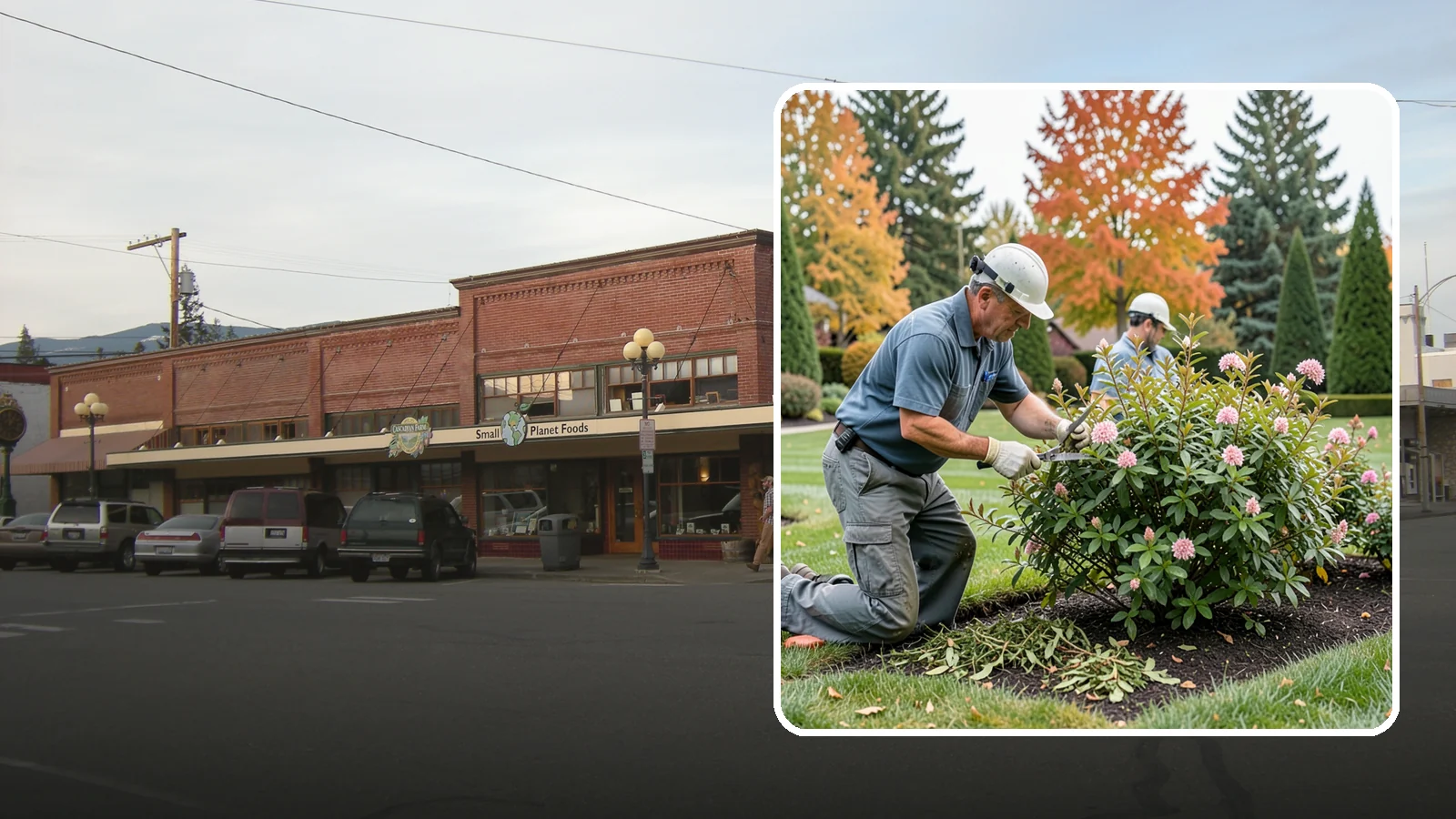 Spirea Pruning in Sedro-Woolley, Skagit County, WA - Bloom-based pruning of spirea that treats spring and summer bloomers differently to maximize flowering and shape.