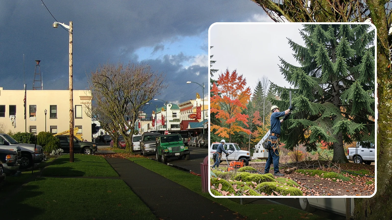Annual tree maintenance programs in Arlington, Snohomish County, WA - Scheduled annual maintenance for a property's trees.