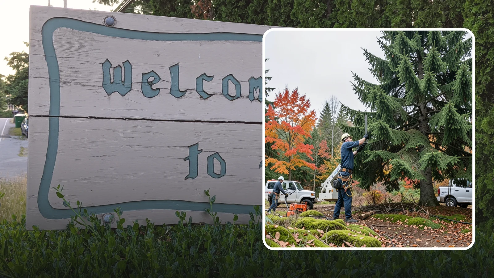 Annual tree maintenance programs in Brier, Snohomish County, WA - Scheduled annual maintenance for a property's trees.