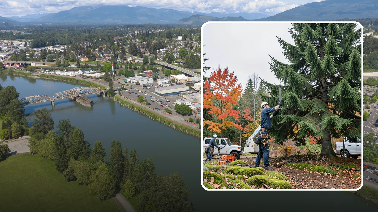 Annual tree maintenance programs in Mount Vernon, Skagit County, WA - Scheduled annual maintenance for a property's trees.