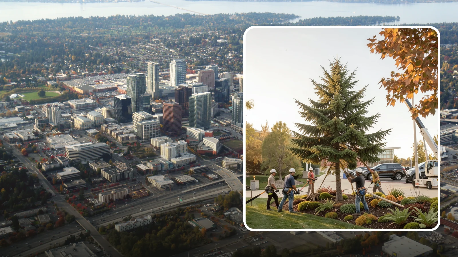 Campus tree management in Bellevue, King County, WA - Tree management for campuses and institutional grounds.