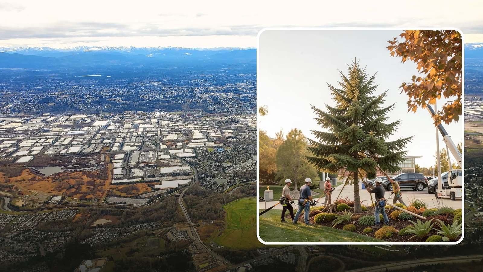 Campus tree management in Kent, King County, WA - Tree management for campuses and institutional grounds.