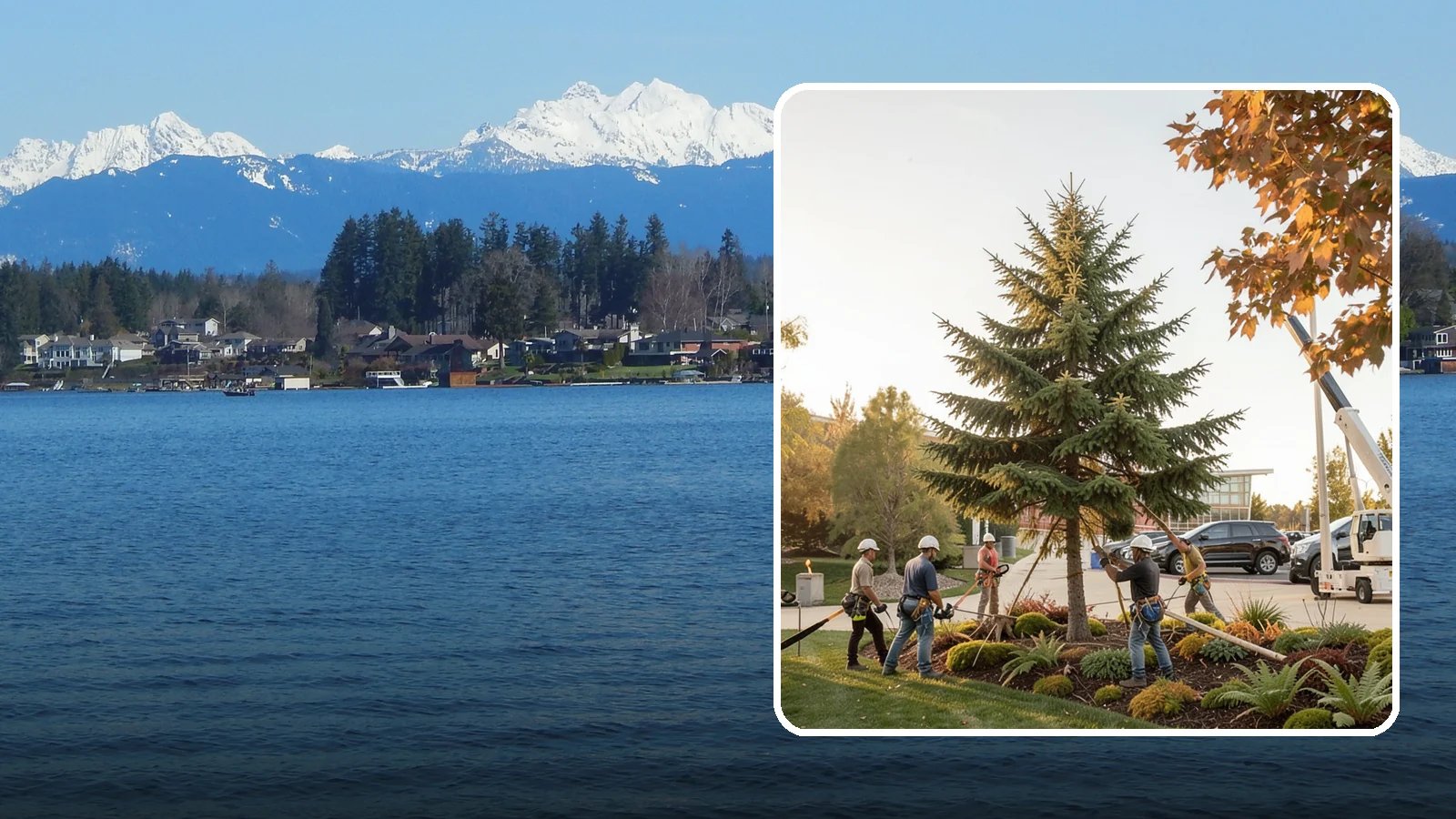 Campus tree management in Lake Stevens, Snohomish County, WA - Tree management for campuses and institutional grounds.
