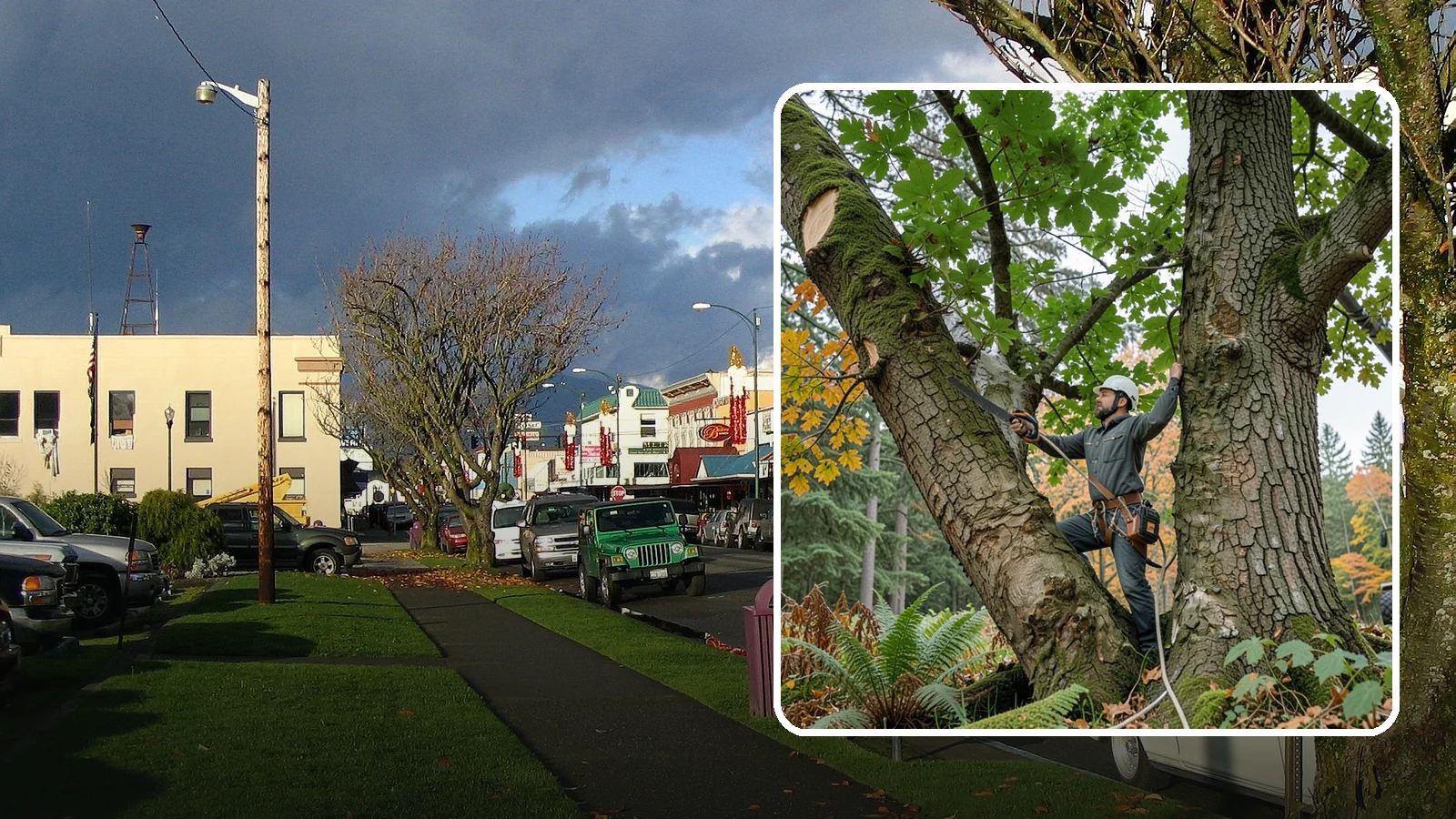 Canopy reduction in Arlington, Snohomish County, WA - The reduction of overall canopy size with measured cuts.