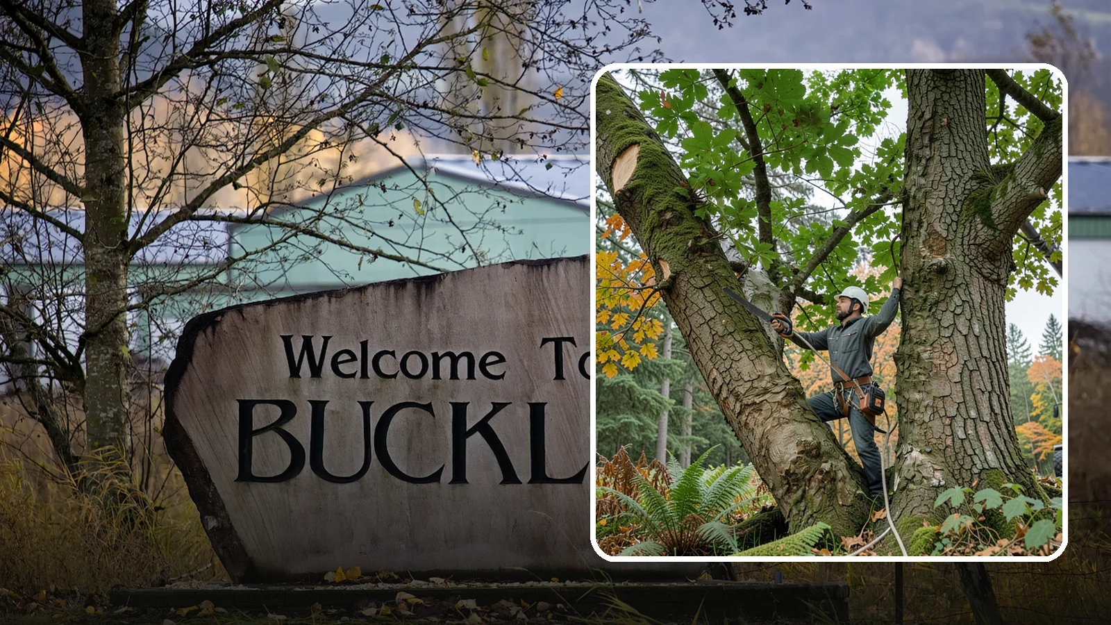 Canopy reduction in Buckley, Pierce County, WA - The reduction of overall canopy size with measured cuts.