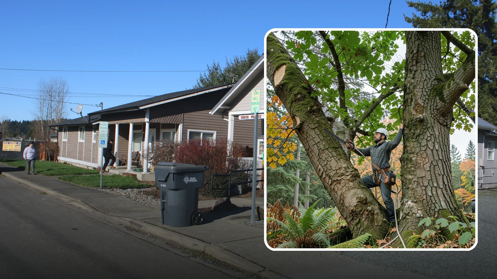 Canopy reduction in South Prairie, Pierce County, WA - The reduction of overall canopy size with measured cuts.
