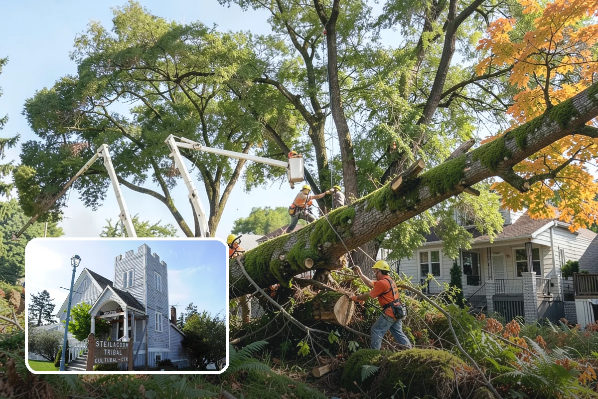 Certified arborist reports in Steilacoom, Pierce County, WA - Provides expert, objective guidance