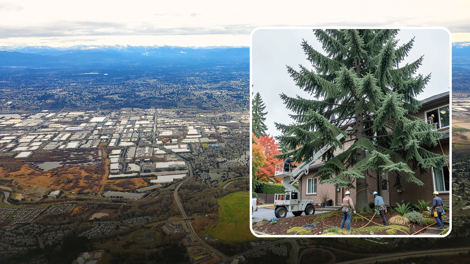 Commercial tree maintenance in Kent, King County, WA - Ongoing tree maintenance for commercial properties.