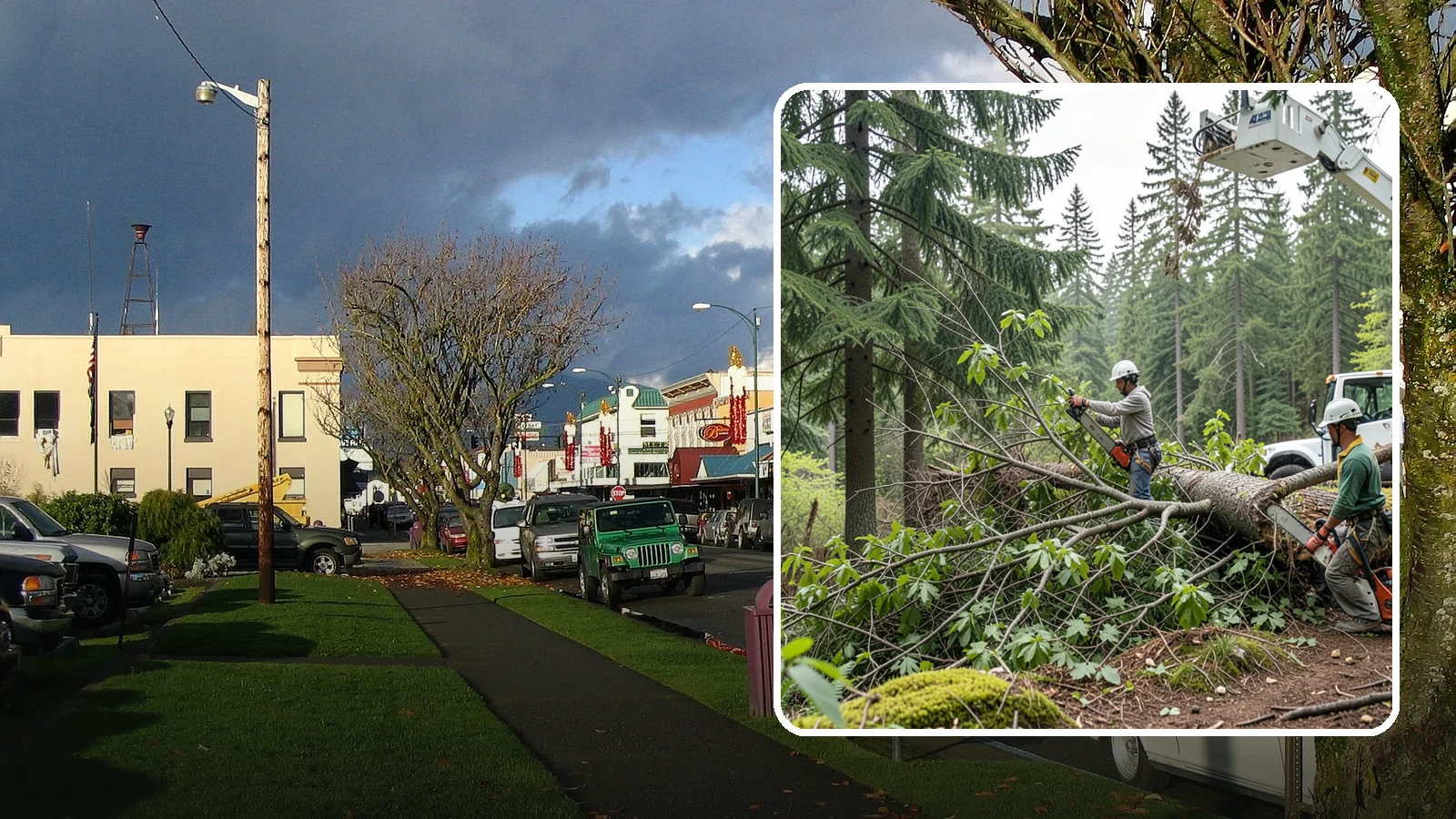 Crown cleaning in Arlington, Snohomish County, WA - The selective removal of dead, dying, diseased, and weakly attached branches from the crown.