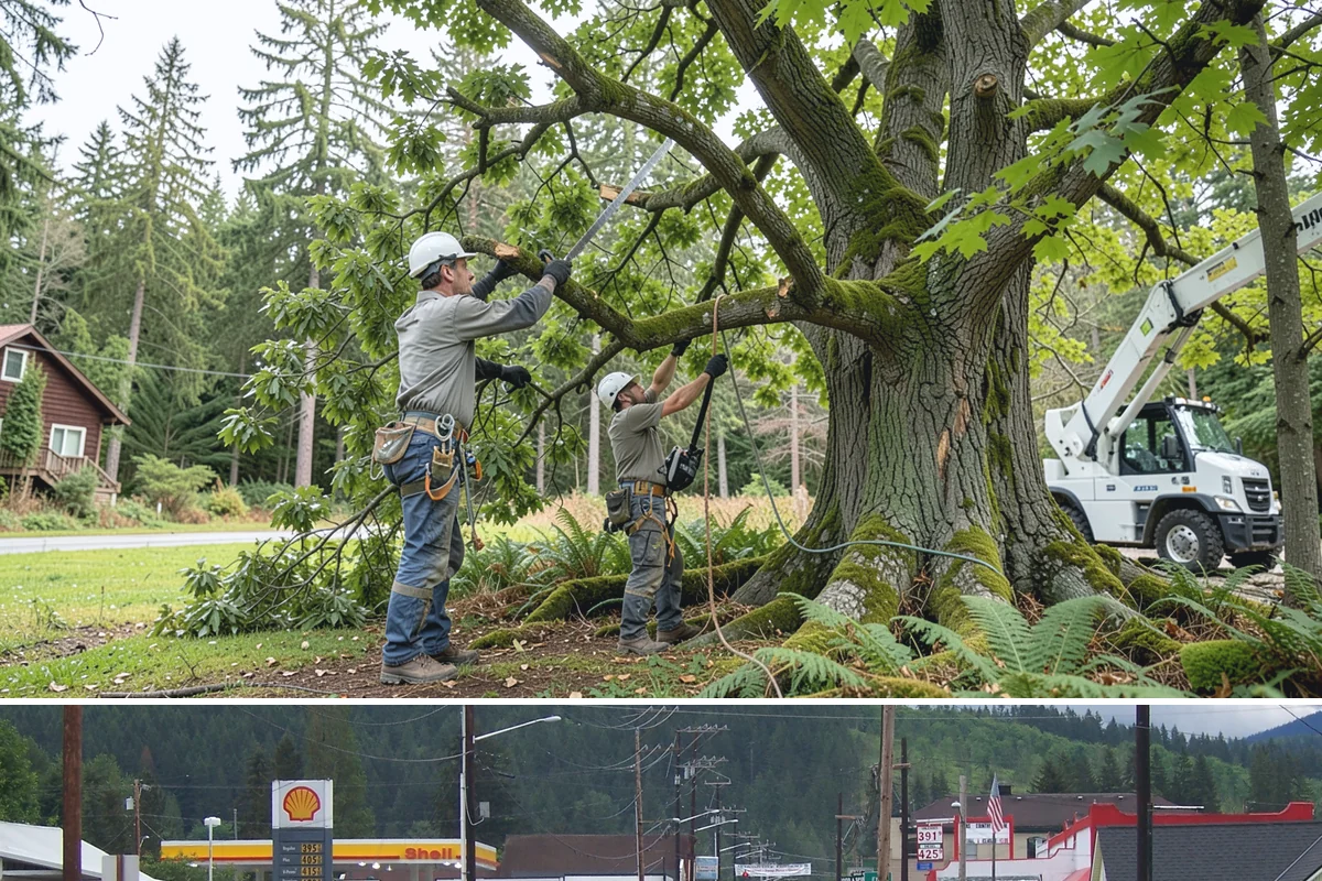 Crown reduction in Granite Falls, Snohomish County, WA - Work should follow recognized arboricultural standards matched to specific growing seasons for each tree species in the Puget...