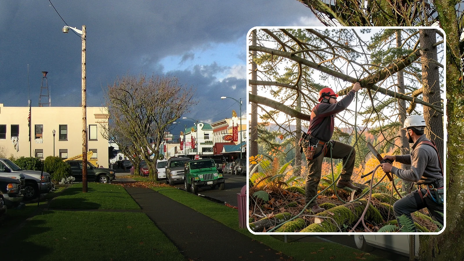 Crown thinning in Arlington, Snohomish County, WA - The selective removal of live branches to reduce crown density.