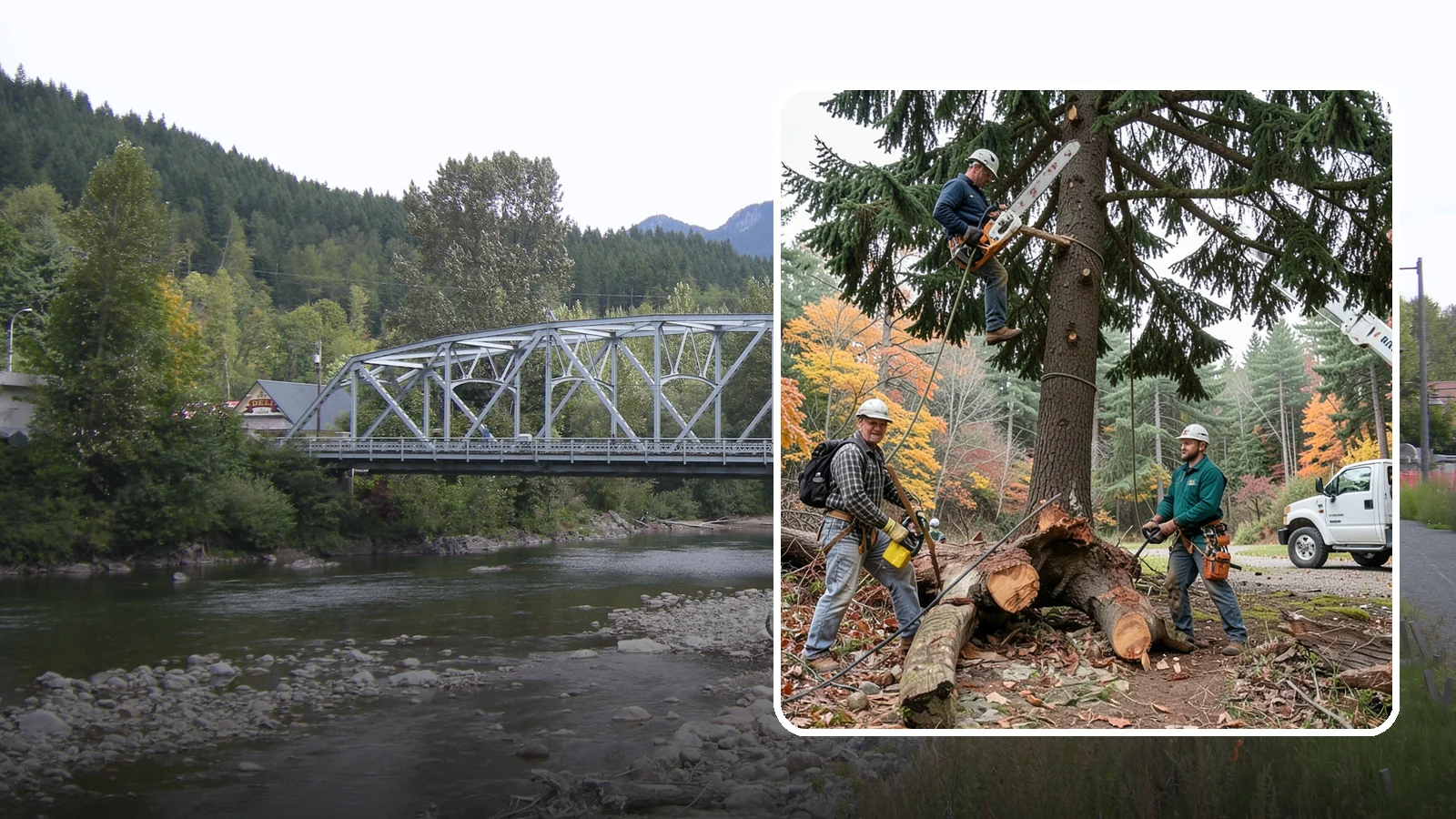 Dead tree removal in Skykomish, King County, WA - The removal of dead trees that no longer have living tissue.