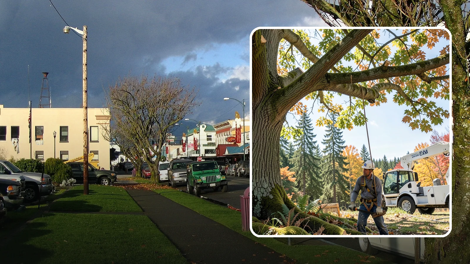 Deadwood removal in Arlington, Snohomish County, WA - The removal of dead branches from the canopy.